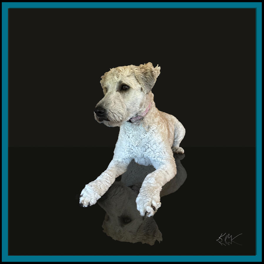 Dog reclining on a glossy black floor casting a beautiful reflection.