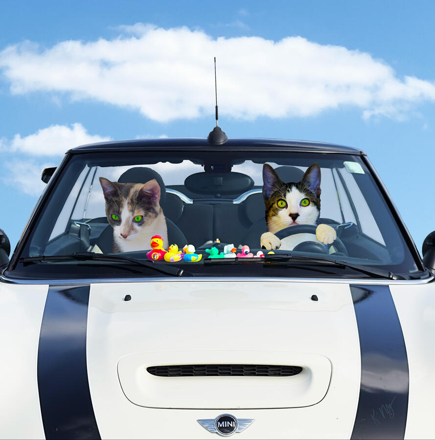 Two Kittens touring the town in a Mini Cooper.