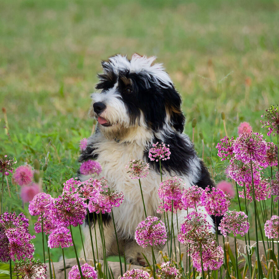Place you pet in a springtime field of purple flowers.