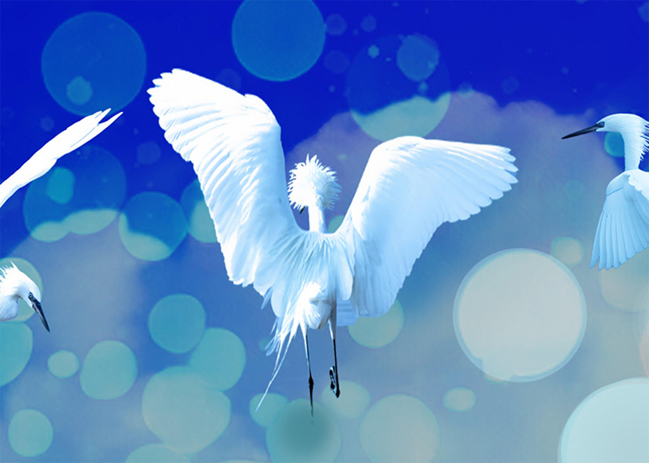 Birds Dancing in the Sky Composite photographic art of white morph reddish egrets dancing in a glowing blue sky with soft bokeh lighting and dreamlike atmospheric effects.